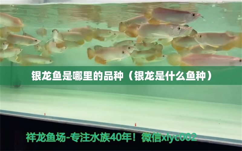 银龙鱼是哪里的品种（银龙是什么鱼种）