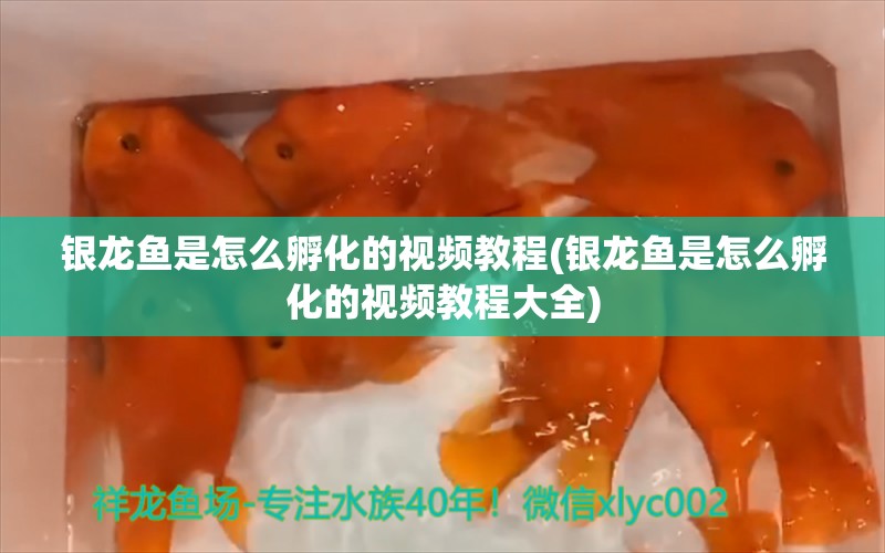 银龙鱼是怎么孵化的视频教程(银龙鱼是怎么孵化的视频教程大全) 银龙鱼