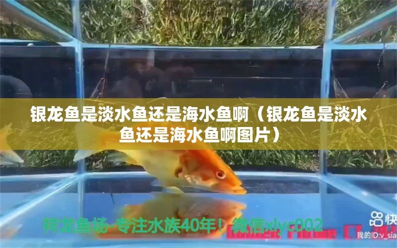 银龙鱼是淡水鱼还是海水鱼啊（银龙鱼是淡水鱼还是海水鱼啊图片） 海水鱼