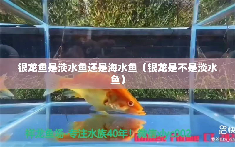 银龙鱼是淡水鱼还是海水鱼（银龙是不是淡水鱼） 海水鱼