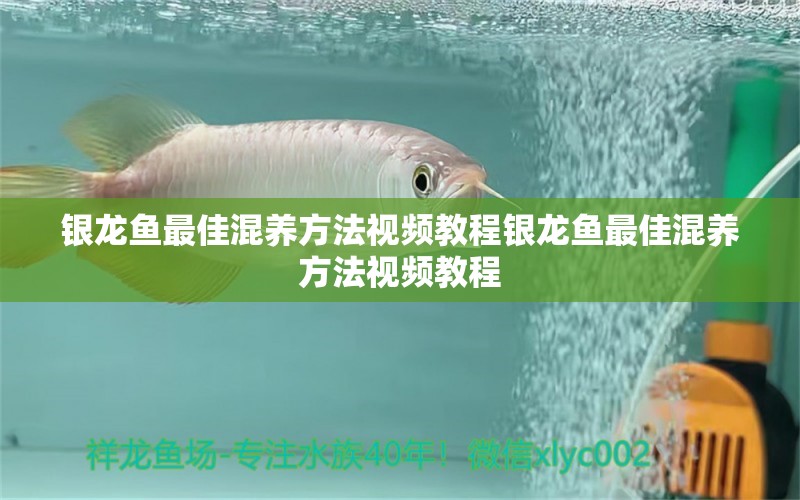 银龙鱼最佳混养方法视频教程银龙鱼最佳混养方法视频教程