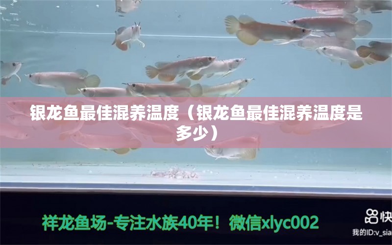 银龙鱼最佳混养温度（银龙鱼最佳混养温度是多少）