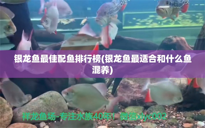 银龙鱼最佳配鱼排行榜(银龙鱼最适合和什么鱼混养) 银龙鱼