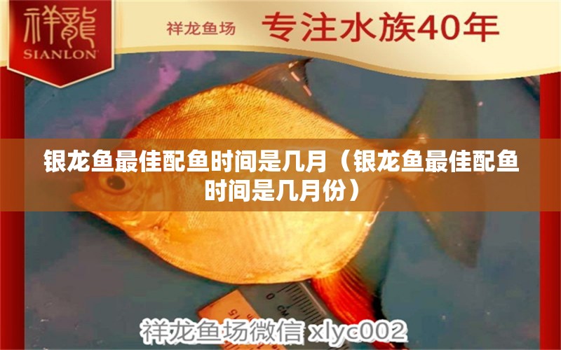 银龙鱼最佳配鱼时间是几月（银龙鱼最佳配鱼时间是几月份）