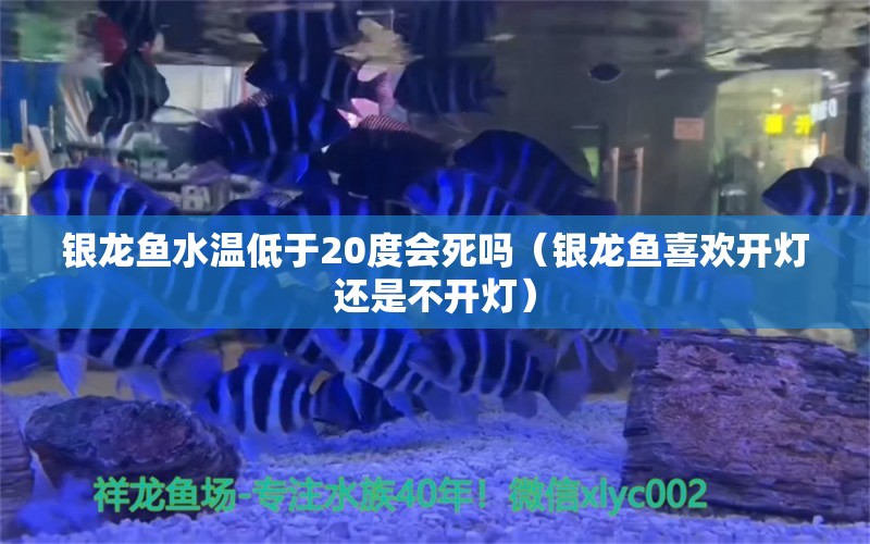 银龙鱼水温低于20度会死吗（银龙鱼喜欢开灯还是不开灯） 银龙鱼