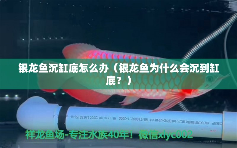 银龙鱼沉缸底怎么办（银龙鱼为什么会沉到缸底？） 水族问答 第1张