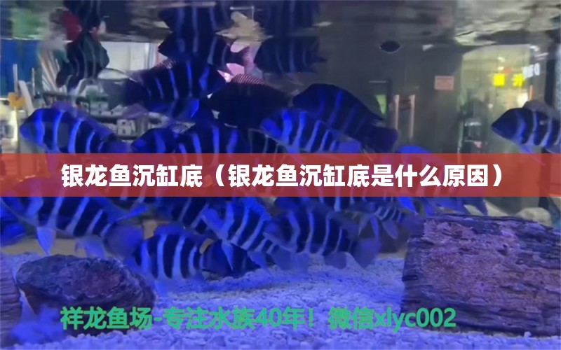 银龙鱼沉缸底（银龙鱼沉缸底是什么原因）