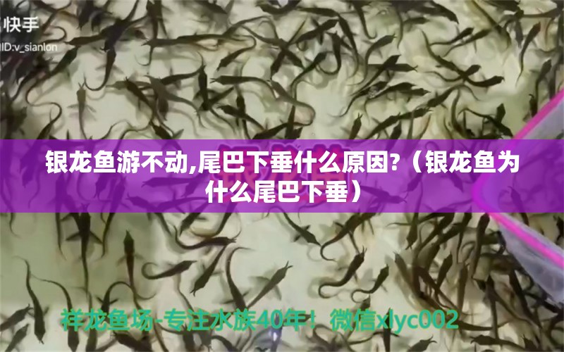 银龙鱼游不动,尾巴下垂什么原因?（银龙鱼为什么尾巴下垂）