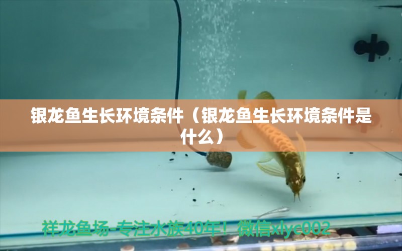 银龙鱼生长环境条件（银龙鱼生长环境条件是什么）