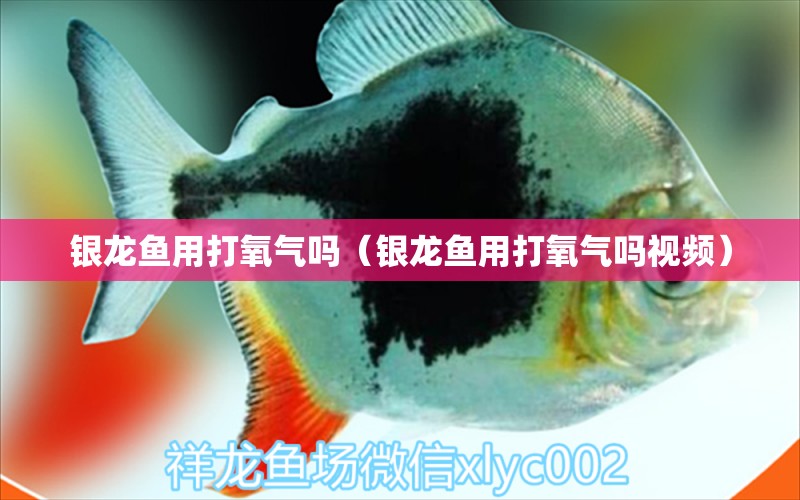 银龙鱼用打氧气吗（银龙鱼用打氧气吗视频）