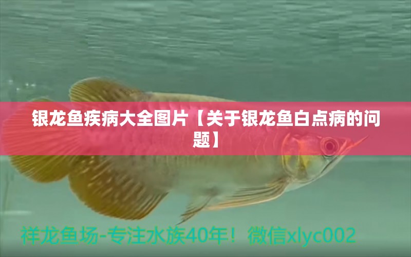 银龙鱼疾病大全图片【关于银龙鱼白点病的问题】 水族问答 第1张