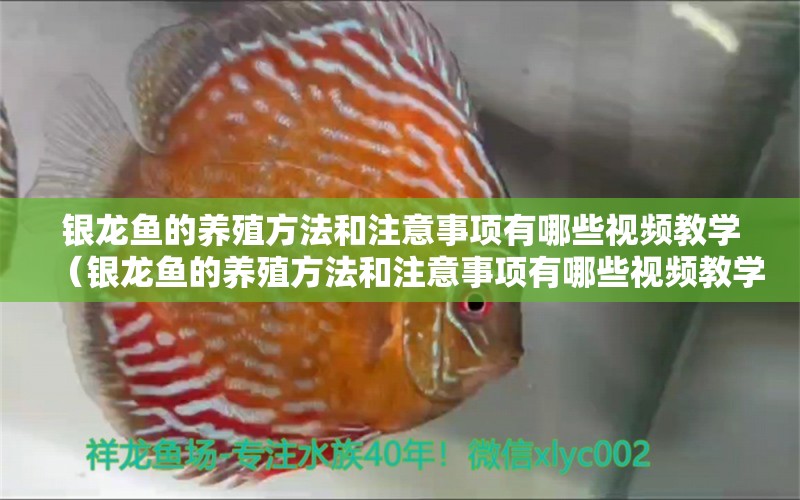 银龙鱼的养殖方法和注意事项有哪些视频教学（银龙鱼的养殖方法和注意事项有哪些视频教学） 银龙鱼