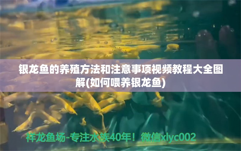 银龙鱼的养殖方法和注意事项视频教程大全图解(如何喂养银龙鱼) 银龙鱼百科 第1张