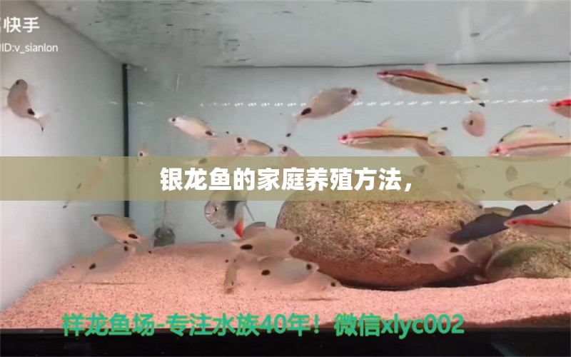 银龙鱼的家庭养殖方法， 银龙鱼