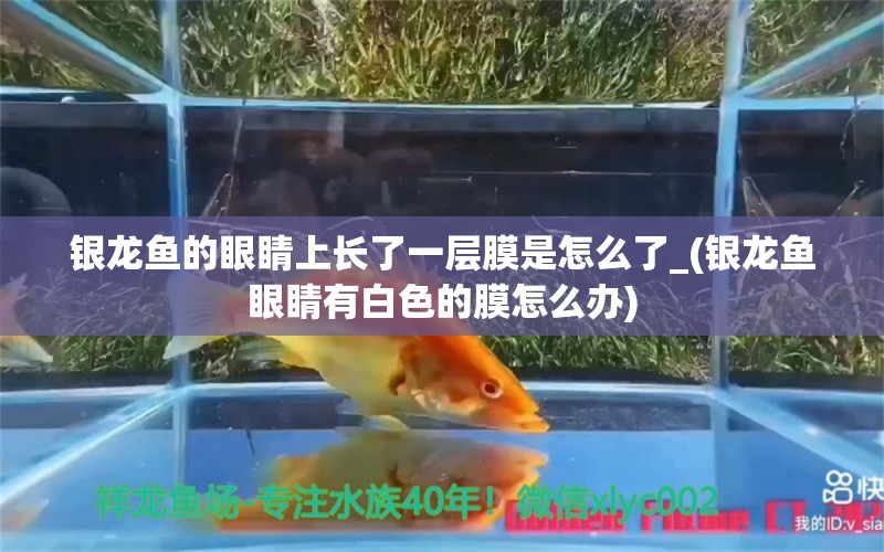 银龙鱼的眼睛上长了一层膜是怎么了_(银龙鱼眼睛有白色的膜怎么办) 银龙鱼