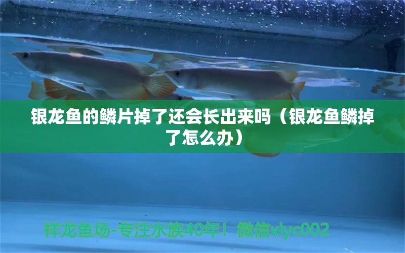 银龙鱼的鳞片掉了还会长出来吗（银龙鱼鳞掉了怎么办）