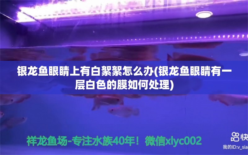 银龙鱼眼睛上有白絮絮怎么办(银龙鱼眼睛有一层白色的膜如何处理)