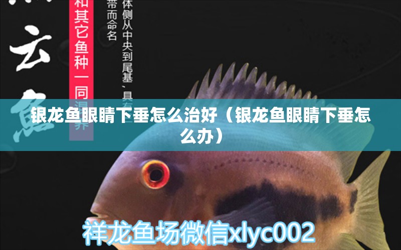 银龙鱼眼睛下垂怎么治好（银龙鱼眼睛下垂怎么办） 水族问答 第1张