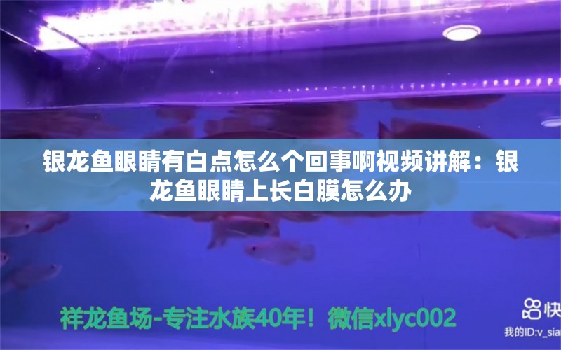 银龙鱼眼睛有白点怎么个回事啊视频讲解：银龙鱼眼睛上长白膜怎么办