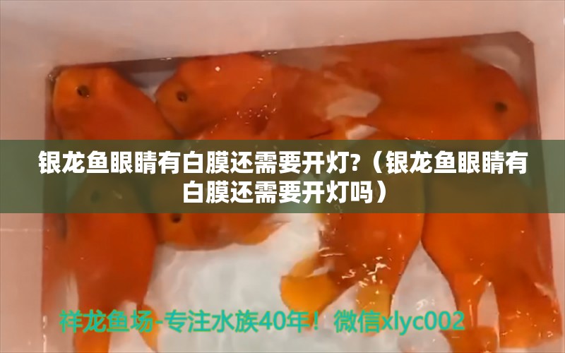 银龙鱼眼睛有白膜还需要开灯?（银龙鱼眼睛有白膜还需要开灯吗） 银龙鱼