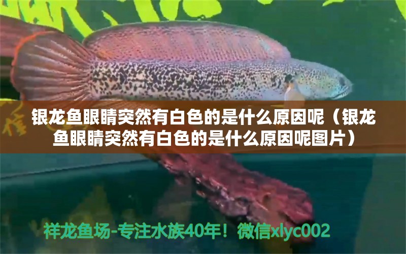 银龙鱼眼睛突然有白色的是什么原因呢（银龙鱼眼睛突然有白色的是什么原因呢图片）