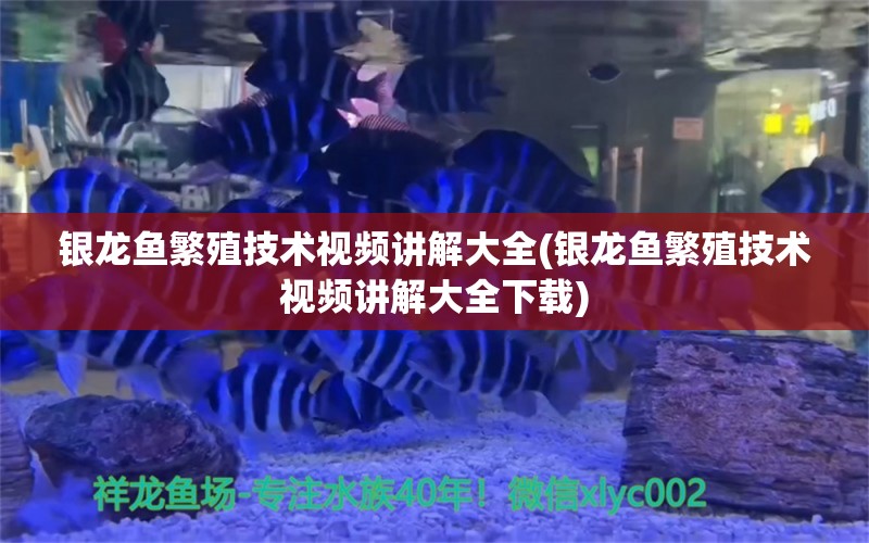 银龙鱼繁殖技术视频讲解大全(银龙鱼繁殖技术视频讲解大全下载)