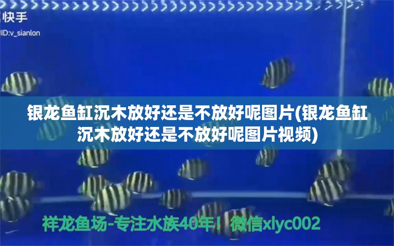 银龙鱼缸沉木放好还是不放好呢图片(银龙鱼缸沉木放好还是不放好呢图片视频)