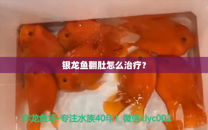 银龙鱼翻肚怎么治疗？