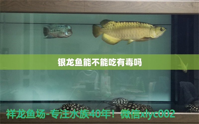 银龙鱼能不能吃有毒吗