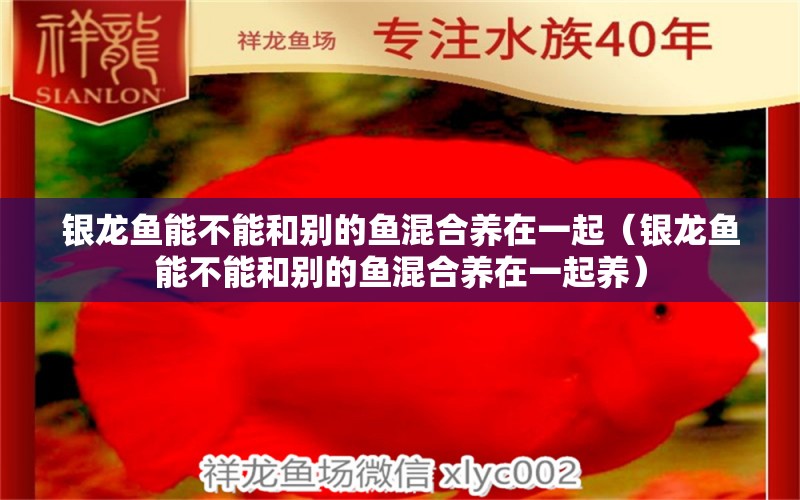 银龙鱼能不能和别的鱼混合养在一起（银龙鱼能不能和别的鱼混合养在一起养）