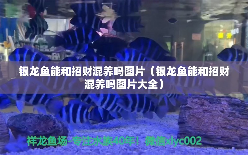 银龙鱼能和招财混养吗图片（银龙鱼能和招财混养吗图片大全） 银龙鱼