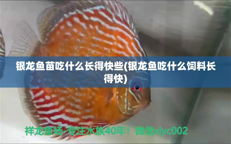 银龙鱼苗吃什么长得快些(银龙鱼吃什么饲料长得快)