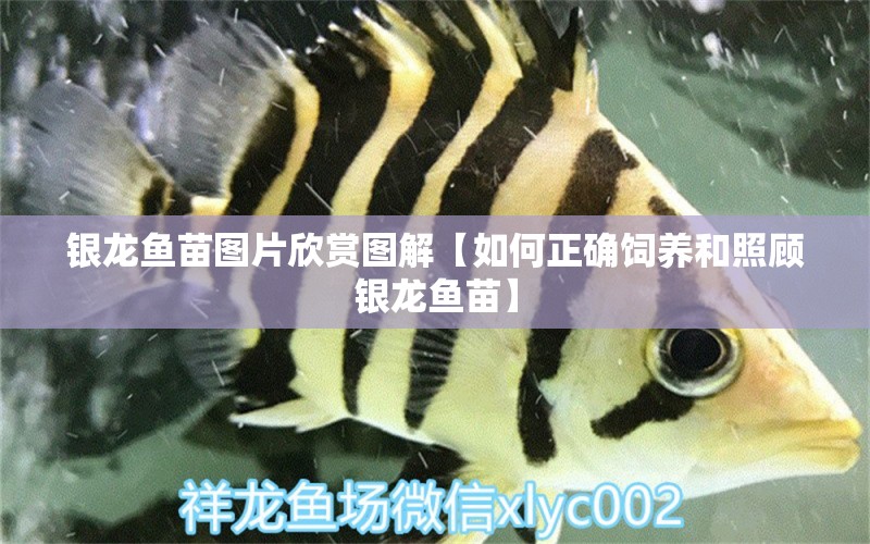 银龙鱼苗图片欣赏图解【如何正确饲养和照顾银龙鱼苗】 水族问答 第1张