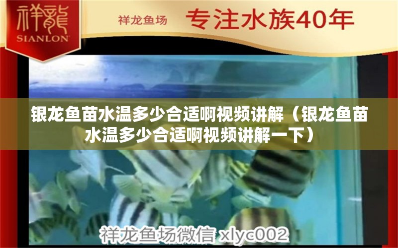 银龙鱼苗水温多少合适啊视频讲解（银龙鱼苗水温多少合适啊视频讲解一下）