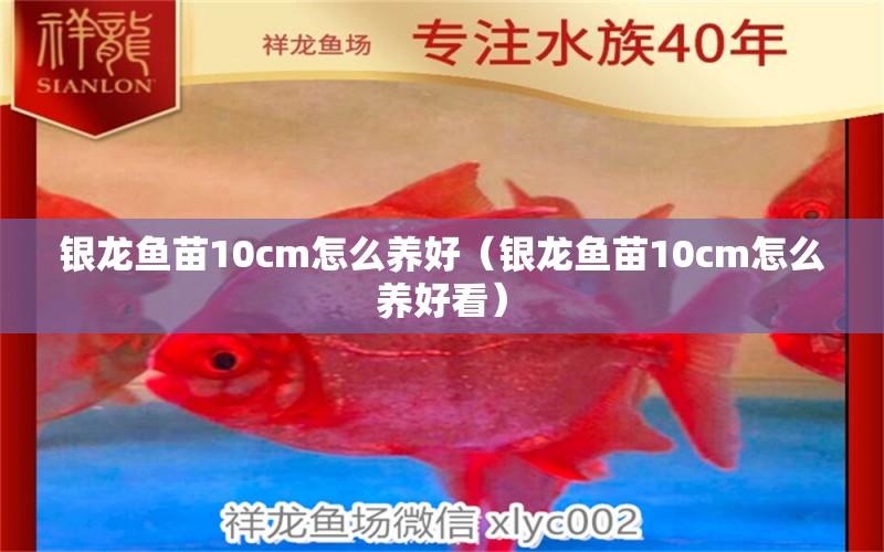 银龙鱼苗10cm怎么养好（银龙鱼苗10cm怎么养好看）