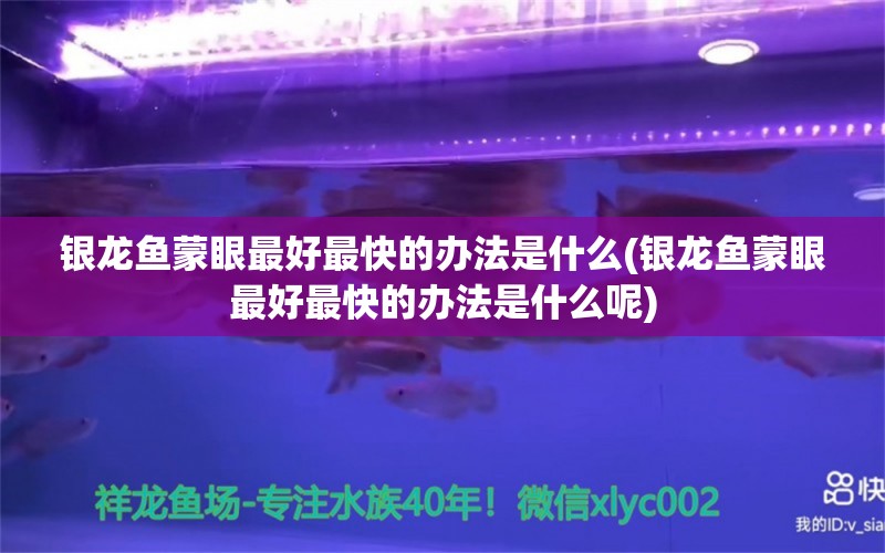 银龙鱼蒙眼最好最快的办法是什么(银龙鱼蒙眼最好最快的办法是什么呢)