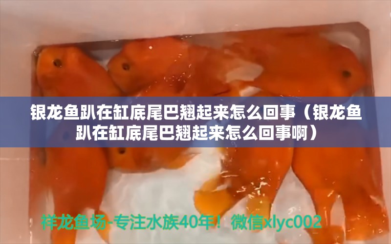 银龙鱼趴在缸底尾巴翘起来怎么回事（银龙鱼趴在缸底尾巴翘起来怎么回事啊）