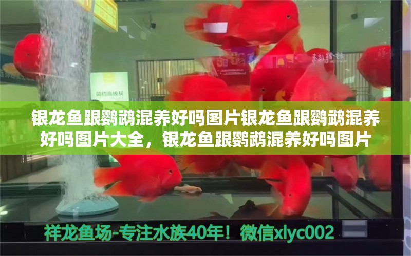 银龙鱼跟鹦鹉混养好吗图片银龙鱼跟鹦鹉混养好吗图片大全，银龙鱼跟鹦鹉混养好吗图片 鹦鹉鱼 第2张