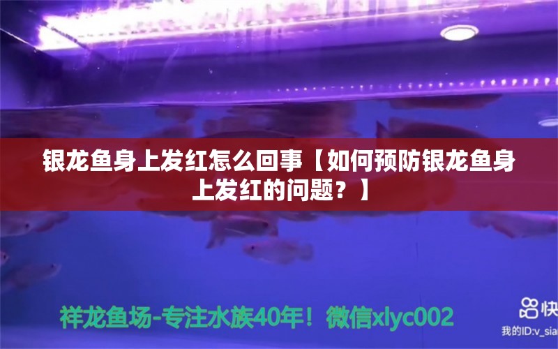 银龙鱼身上发红怎么回事【如何预防银龙鱼身上发红的问题？】 水族问答 第1张