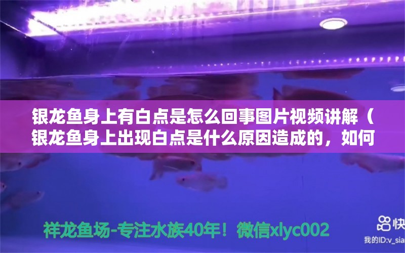 银龙鱼身上有白点是怎么回事图片视频讲解（银龙鱼身上出现白点是什么原因造成的，如何正确识别白点） 水族问答 第2张