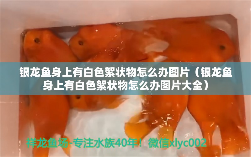 银龙鱼身上有白色絮状物怎么办图片（银龙鱼身上有白色絮状物怎么办图片大全） 银龙鱼