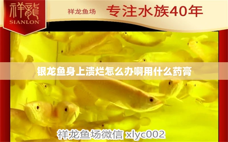 银龙鱼身上溃烂怎么办啊用什么药膏 水族问答 第2张