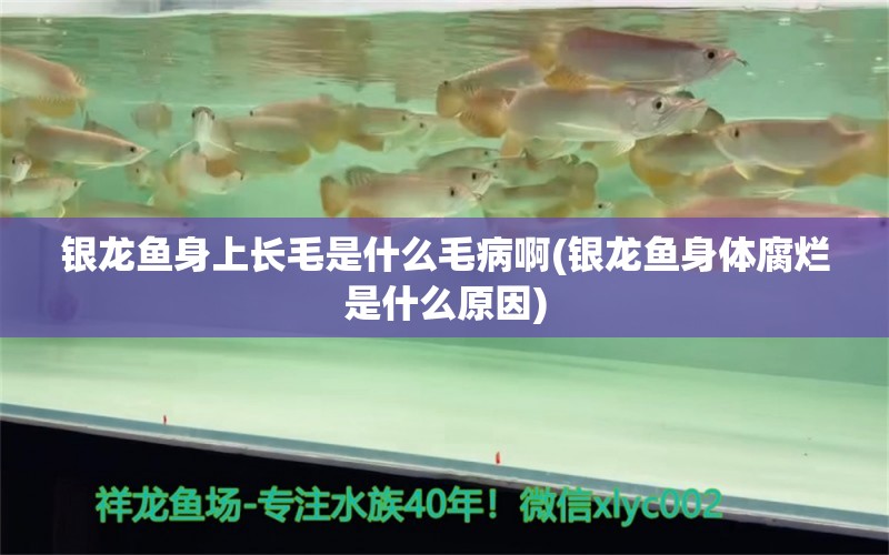 银龙鱼身上长毛是什么毛病啊(银龙鱼身体腐烂是什么原因)