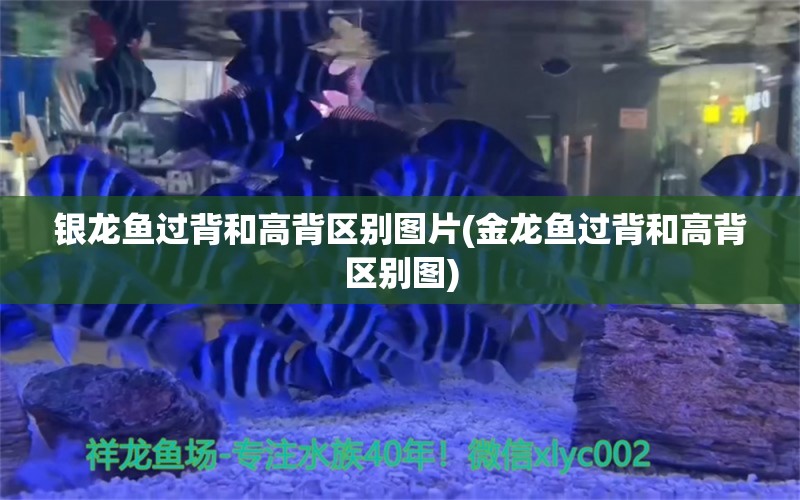 银龙鱼过背和高背区别图片(金龙鱼过背和高背区别图) 银龙鱼