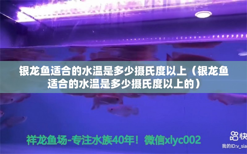 银龙鱼适合的水温是多少摄氏度以上（银龙鱼适合的水温是多少摄氏度以上的） 银龙鱼