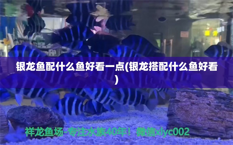 银龙鱼配什么鱼好看一点(银龙搭配什么鱼好看)