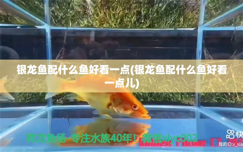 银龙鱼配什么鱼好看一点(银龙鱼配什么鱼好看一点儿) 银龙鱼