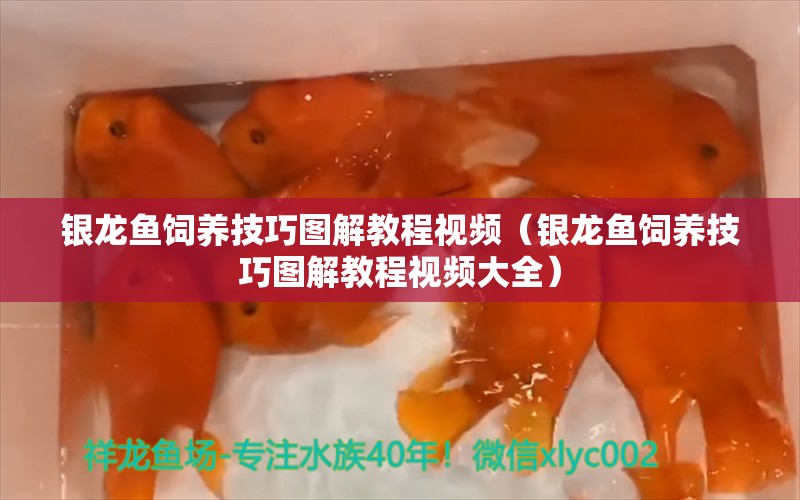 银龙鱼饲养技巧图解教程视频（银龙鱼饲养技巧图解教程视频大全）