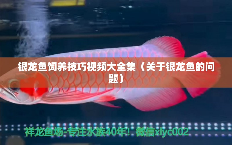 银龙鱼饲养技巧视频大全集（关于银龙鱼的问题） 水族问答 第1张