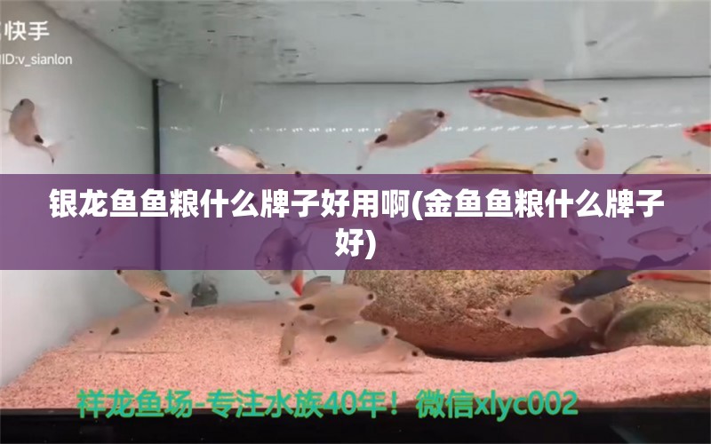 银龙鱼鱼粮什么牌子好用啊(金鱼鱼粮什么牌子好)